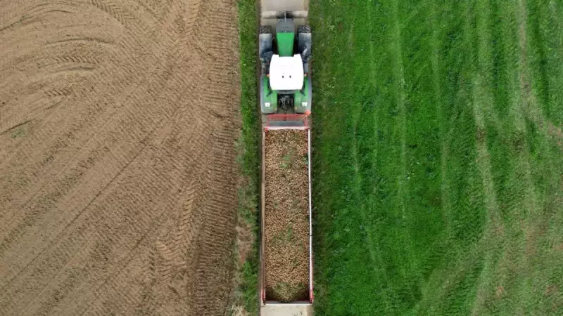 Belgium's Potato Boom: Record Harvest Set to Make Nigerian Fries Cheaper and Tastier!