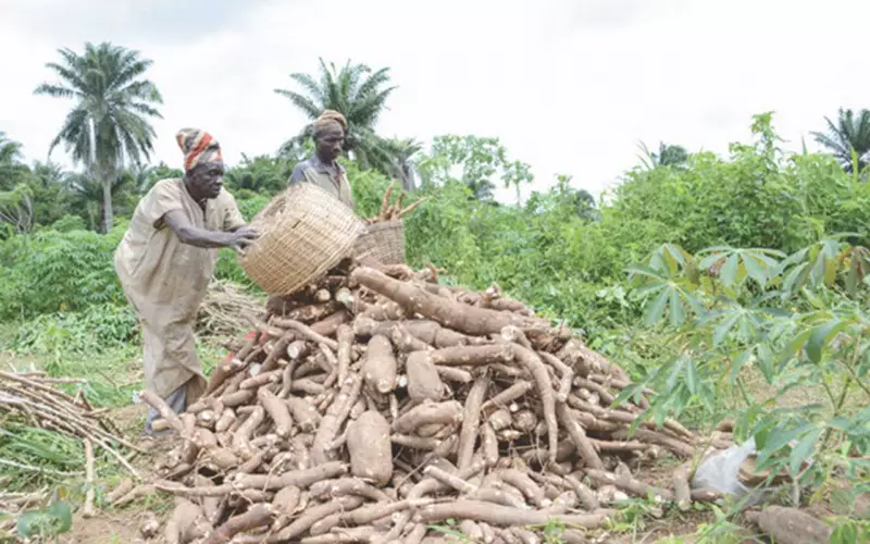 Nigeria Processes 90% of Cassava Yield Locally - Boosting Economy and Creating Jobs