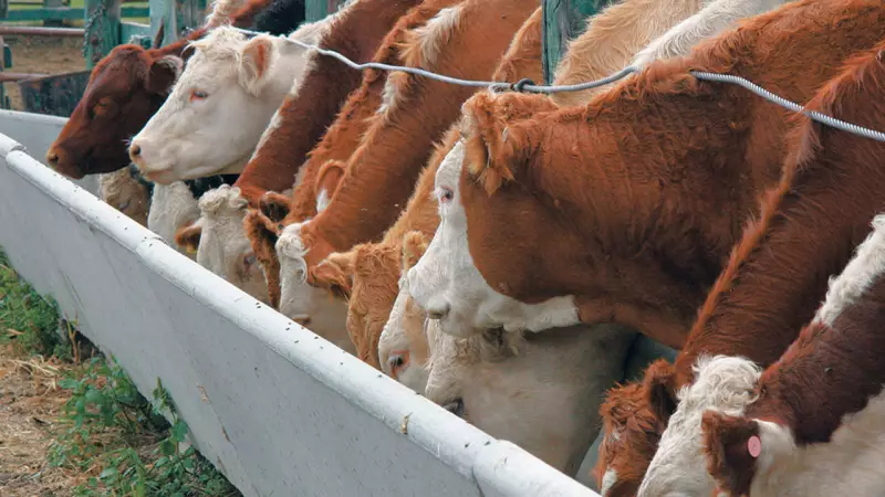 Feedlot Nigeria Expands Cattle Capacity to 5000 Herds