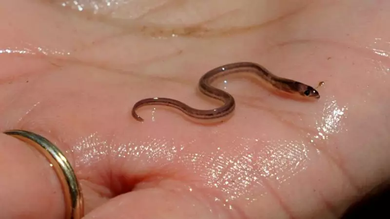 Haitian Gangs Profit from Baby Eel Trade Worth Thousands