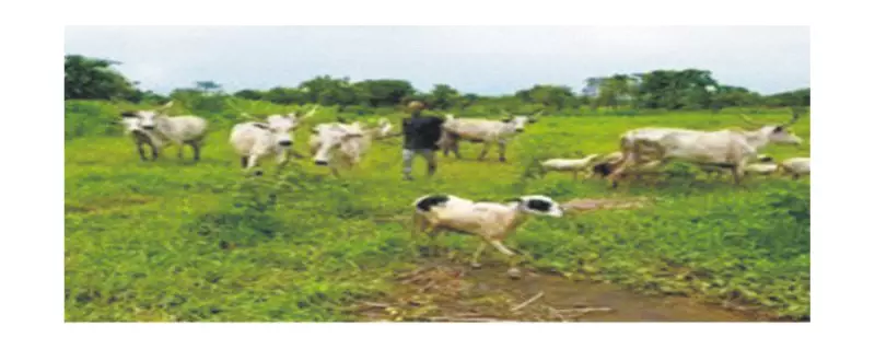 Herder Arraigned for N1.1m Crop Damage in Ondo Open Grazing Case