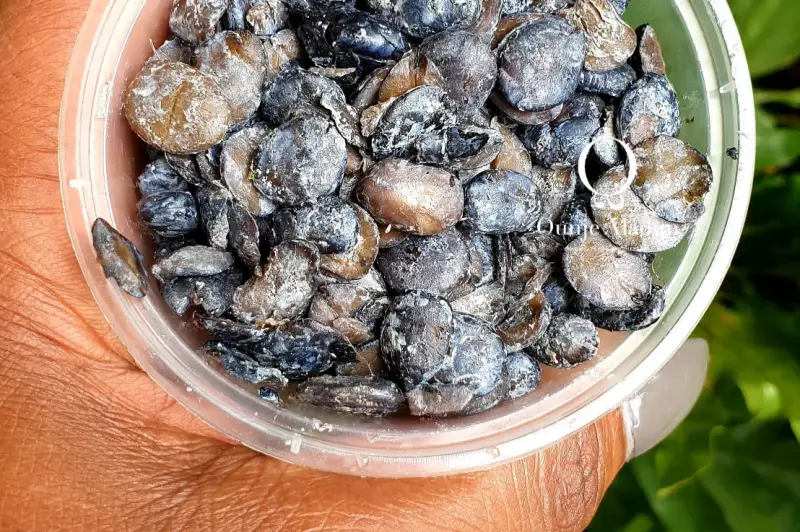 Iru: Nigeria's Powerful Locust Beans - The Secret Superfood You Need to Try!