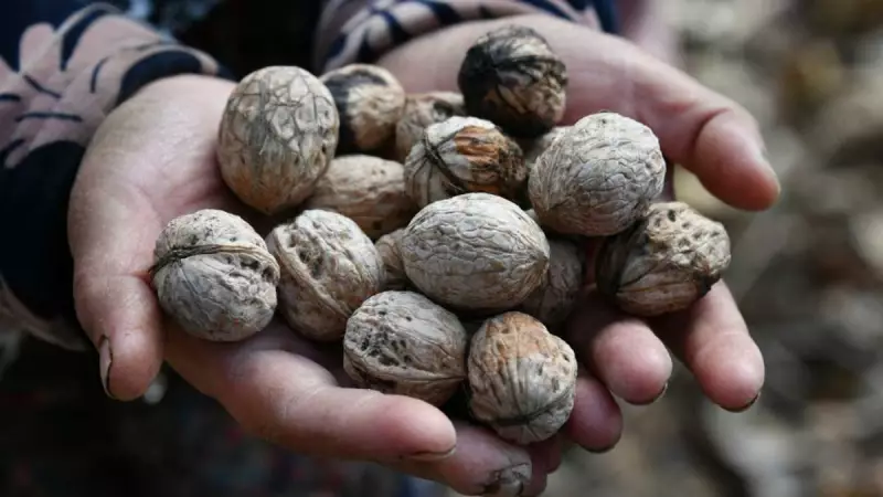 Kyrgyzstan's Walnut Forest Crisis: Climate Change Threatens World's Largest Grove