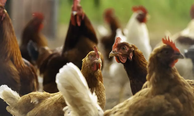 Nigeria Aims for $74 Billion Livestock Sector by 2035