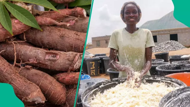 Nigeria Aims to Industrialize Cassava, Boost Exports Beyond Raw Material