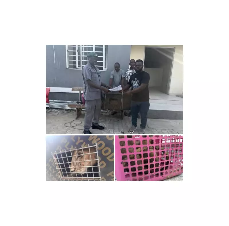 Nigeria Customs Foils Wildlife Trafficking, Rescues Lion Cub & Monkeys
