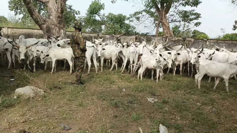 Nigerian Army Recovers 91 Rustled Cattle, Dislodges Armed Criminals in Taraba