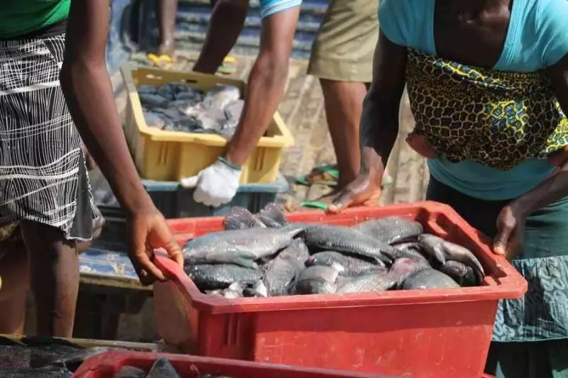 Nigerian Professor Urges Government Action to Boost Local Fish Production and Slash Import Costs