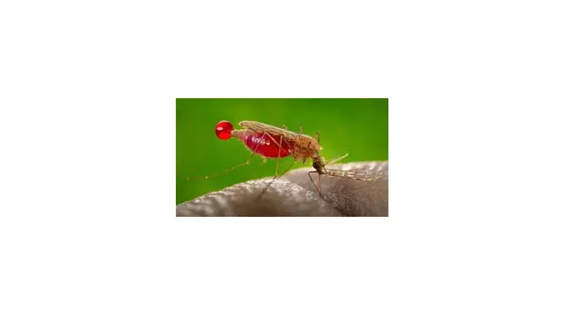 Nigeria's Malaria Crisis: 39% of Africa's Deaths, Group Warns