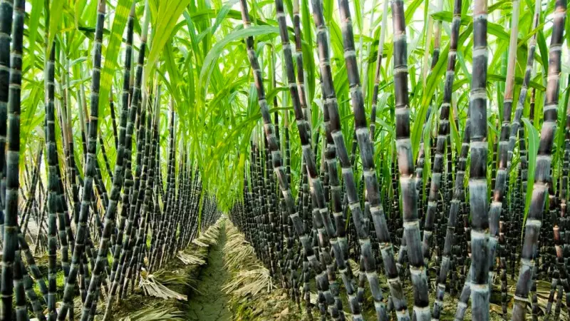 NSDC Launches Sugarcane Outgrower Programme to Boost Local Production