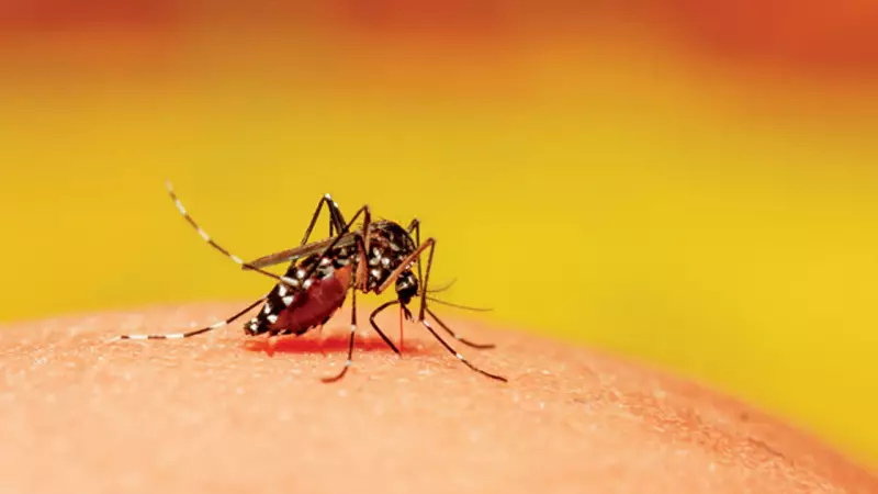 Sokoto Confirms 8 Dengue Fever Cases, Issues Health Alert
