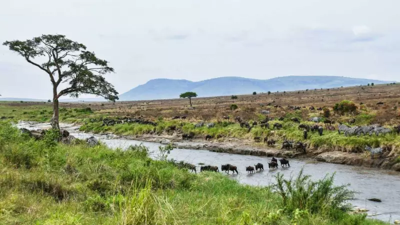 Tanzania Maasai Fear VW Carbon Credit Scheme Threatens Their Way of Life