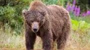 11 School Children Injured in Grizzly Bear Attack in Canada