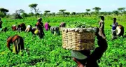 2025 Agricultural Youth Summit: Policy & Finance Key to Nigeria's Agri-Future