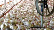Brazil's Poultry Exports Rebound as China Lifts Bird Flu Ban