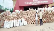 Cross River Teacher, Wife Arrested with 4.7 Tonnes of Marijuana