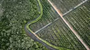 EU Delays Anti-Deforestation Law to 2026 Amid Business Pressure