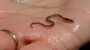 Haitian Gangs Profit from Baby Eel Trade Worth Thousands