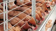 Katsina to Host $3.5m Poultry Farm Creating 2,000 Jobs
