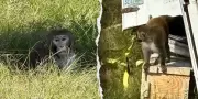 Mama Bear Mode Activated! Nigerian Mother Shoots Escaped Monkey to Protect Her Children