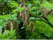 Military Operations and Flooding Threaten Sokoto's African Locust Trees