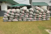 NDLEA Seizes 1,455kg of Cannabis in Edo as Cartel Flees
