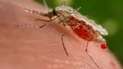 Nigeria Launches Genetic Project to Stop Female Anopheles Mosquitoes
