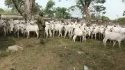 Nigerian Army Recovers 91 Rustled Cattle, Dislodges Armed Criminals in Taraba