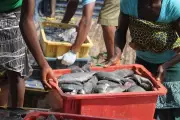 Nigerian Professor Urges Government Action to Boost Local Fish Production and Slash Import Costs