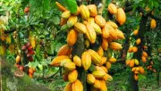 Ondo Cocoa Farmers Cry Out: New Forest Policy Threatens Our Livelihood!