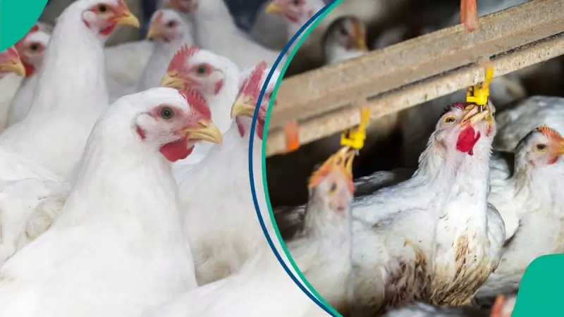 Christmas Chicken Prices Soar: Layers Hit N20,000, Broilers N30,000