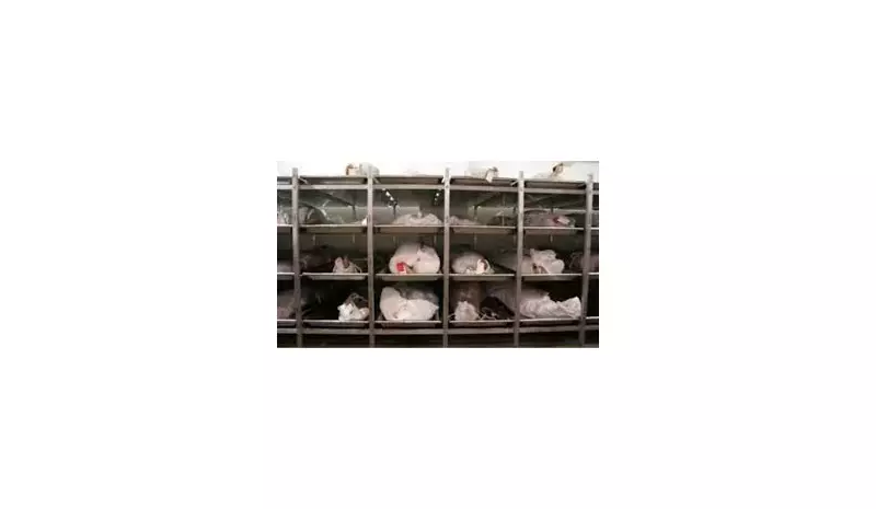 Edo Police Arrest Mortuary Attendant for Alleged Organ Harvesting