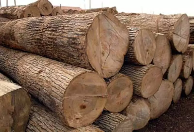 FG Bans Wood Export Nationwide, Revokes All Licences to Curb Deforestation