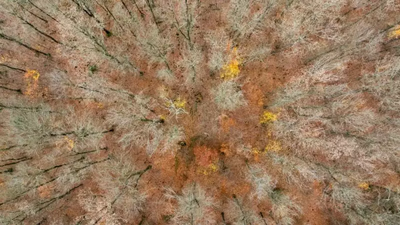 Germany's €1.3bn Bet: From Beech Trees to Fleece Jackets in Green Chemical Shift