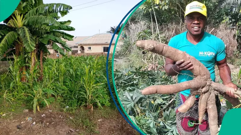 How Ogun Community Turns Idle Lands Into Survival Farms Amid Economic Hardship