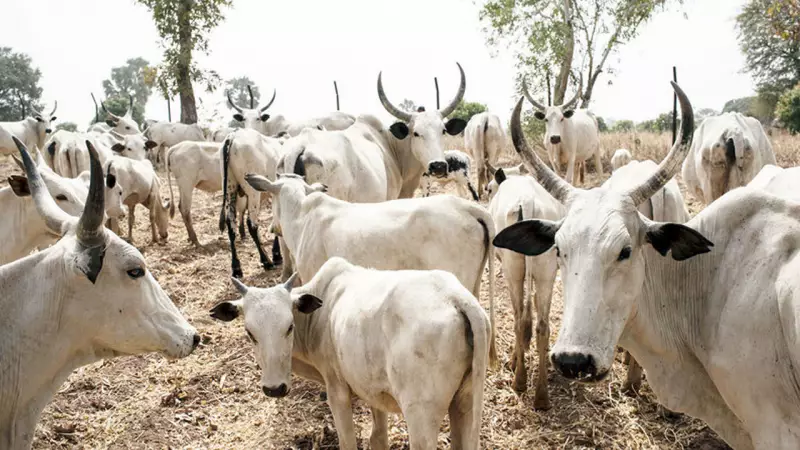 Makinde Pledges Collaboration to End Herder-Farmer Clashes in Oyo State