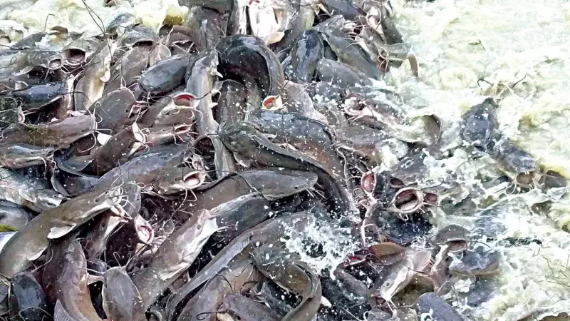 MFM Empowers 25 Members with Modern Fish Farming Training in Lagos
