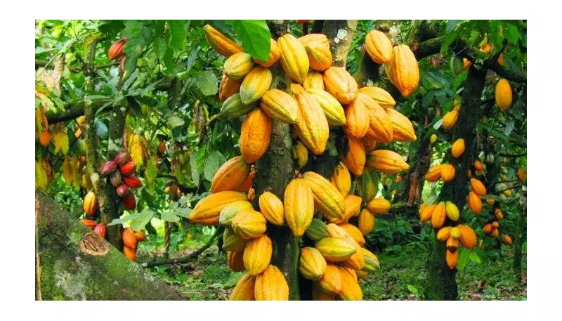 Nigeria Best Positioned to Lead Global Cocoa Supply, Says Agribusiness CEO