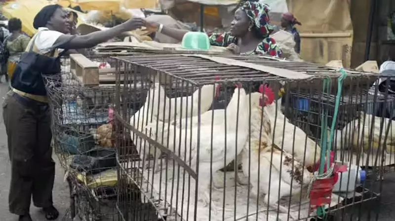 Nigeria's Poultry Crisis: Chickens Plentiful, Buyers Scarce This Christmas