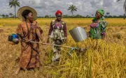 14,000 Bauchi Farmers Empowered by N4 Billion Heineken Smart Agriculture Project