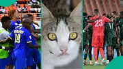 AFCON 2025: Mysterious Cat Nimbus Pronos Predicts Nigeria vs Tanzania Draw