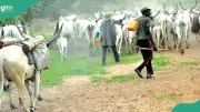 Armed Herdsmen Kill 2, Injure Several in Fresh Benue Attack