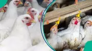 Christmas Chicken Prices Soar: Layers Hit N20,000, Broilers N30,000