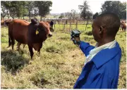 Expert: Livestock Ministry Fails to Tackle Nigeria's Protein Crisis