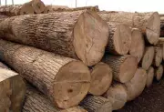 FG Bans Wood Export Nationwide, Revokes All Licences to Curb Deforestation