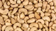 Kogi Cashew Stakeholders Warn Export Ban Will Destroy Jobs, Farms