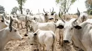 Makinde Pledges Collaboration to End Herder-Farmer Clashes in Oyo State