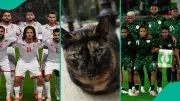 Mysterious Cat Nimbus Pronos Predicts Nigeria Victory Over Tunisia in AFCON 2025 Clash