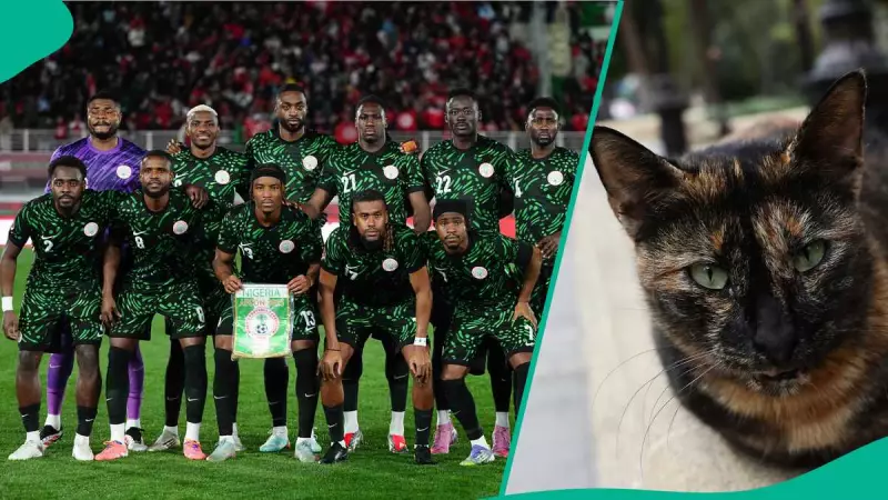 AFCON 2025: Feline Oracle Nimbus Predicts Nigeria's Victory Over Mozambique
