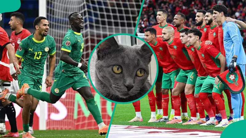 AFCON 2025 Final: Mysterious Cat Nimbus Predicts Morocco Victory Over Senegal